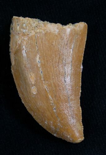 Carcharodontosaurus Tooth - Serrated #5935
